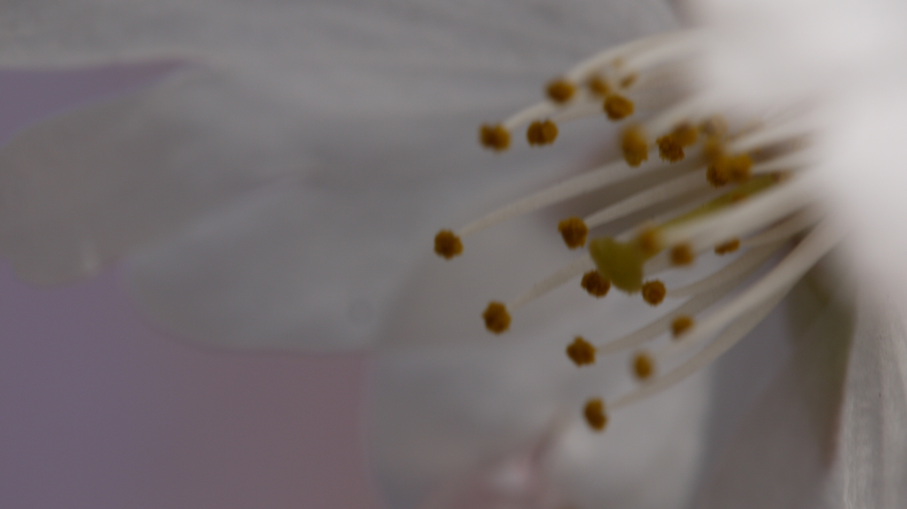 2013桜