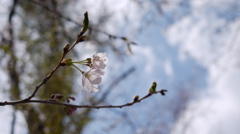 桜2014