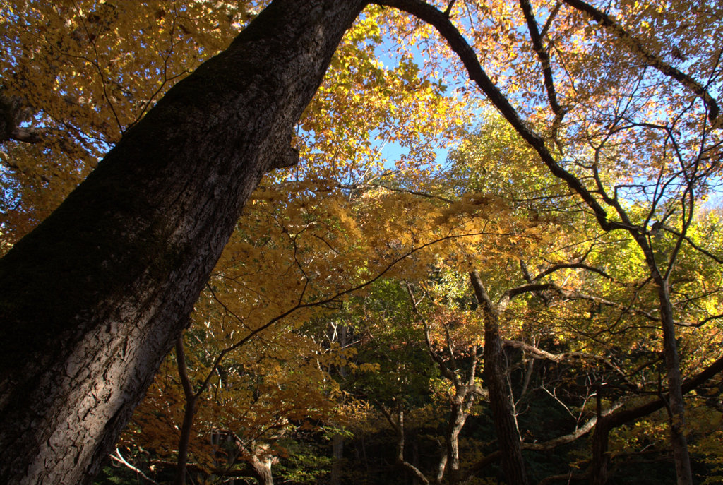 長野_横川渓谷