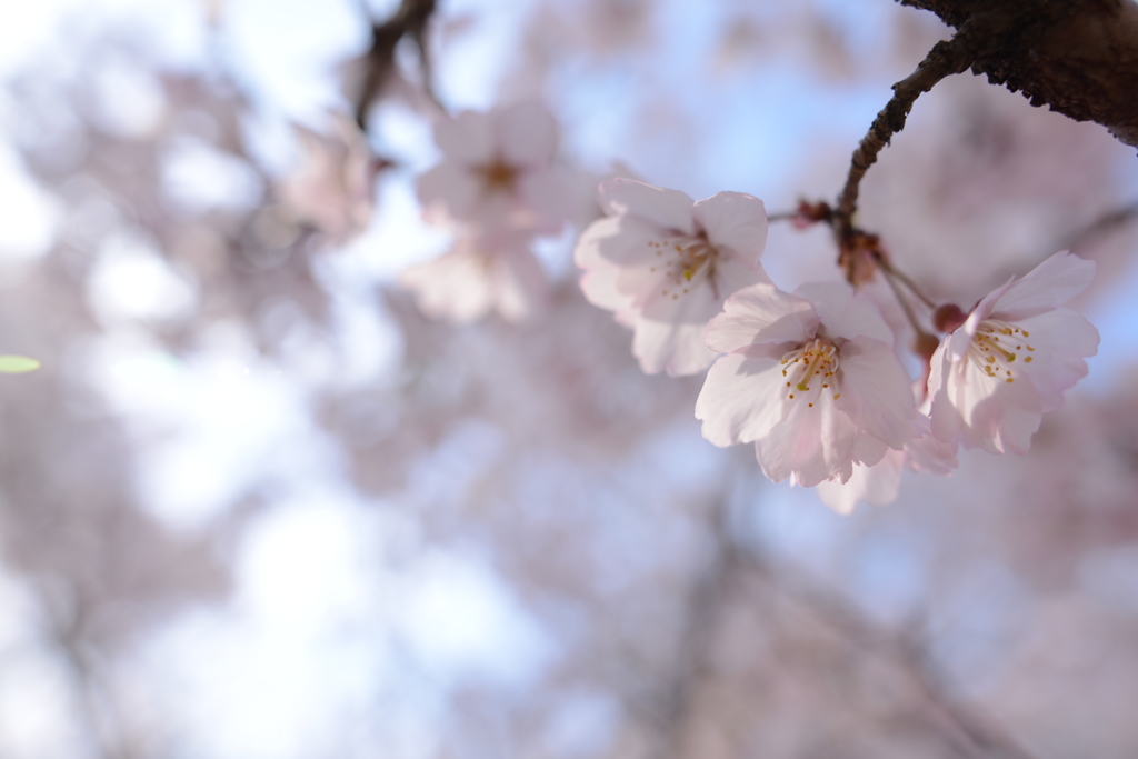 桜2014