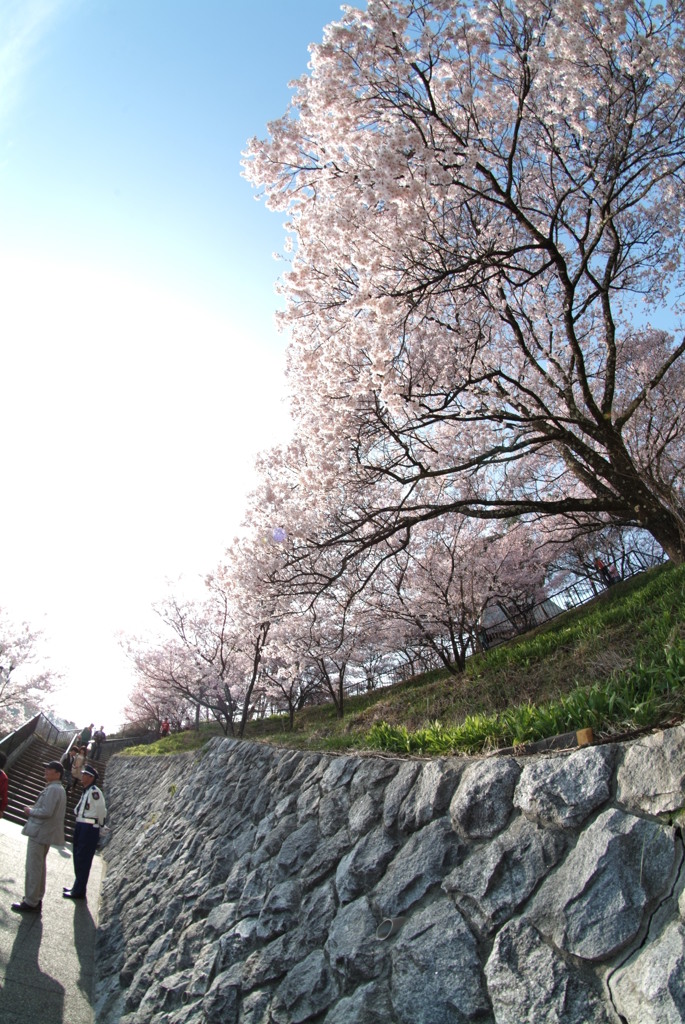 長野_高遠桜