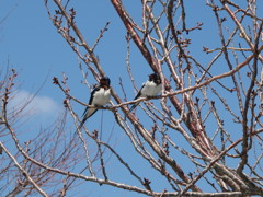 IMG_1491