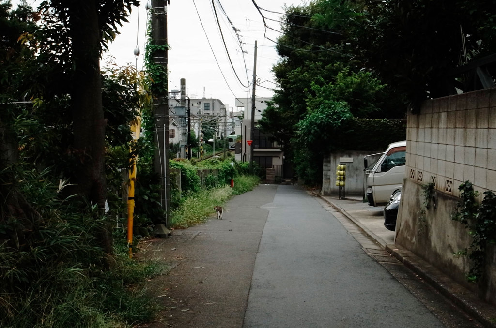道案内