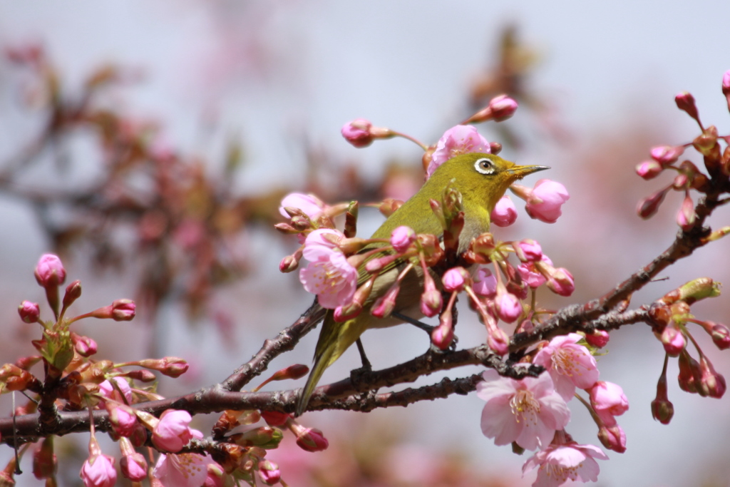 花飾り