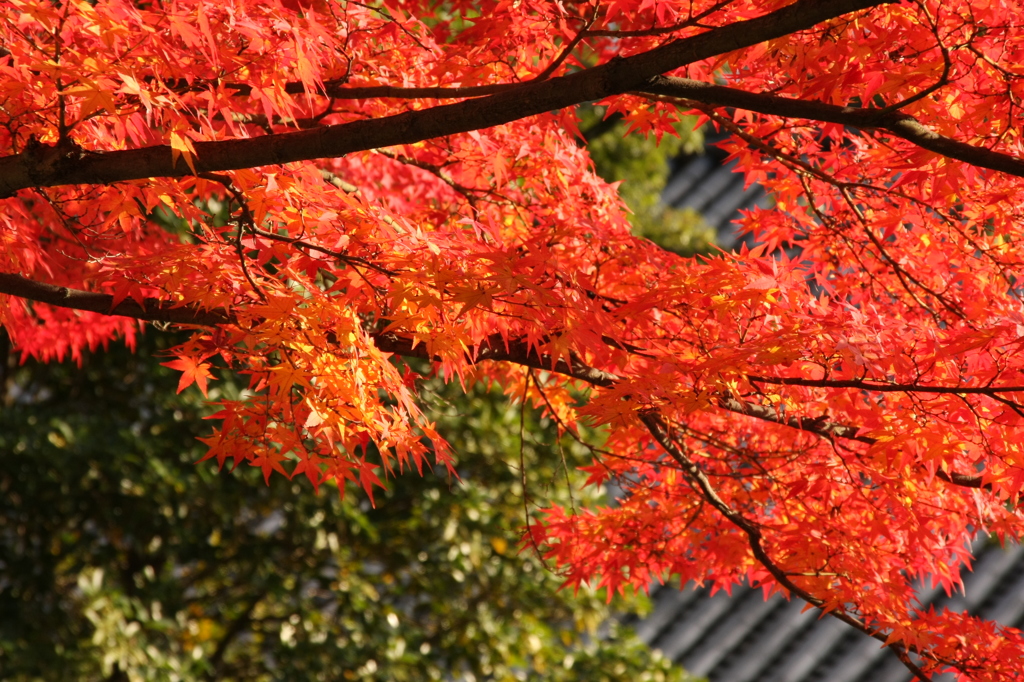 奈良公園