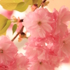 桃色の八重桜