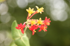  尼崎市都市緑化植物園