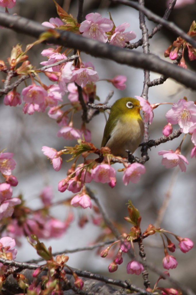 チュウチュウ！