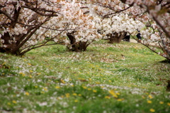 御室の桜とタンポポ