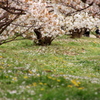 御室の桜とタンポポ