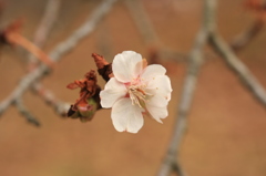 三波川冬桜２