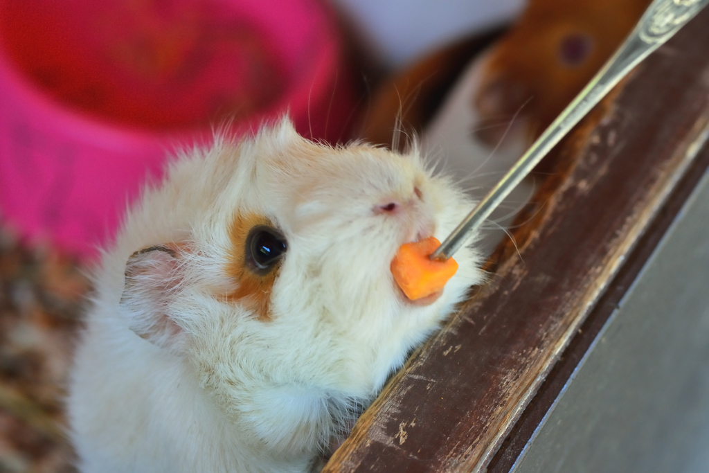 パクっ