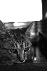 猫。