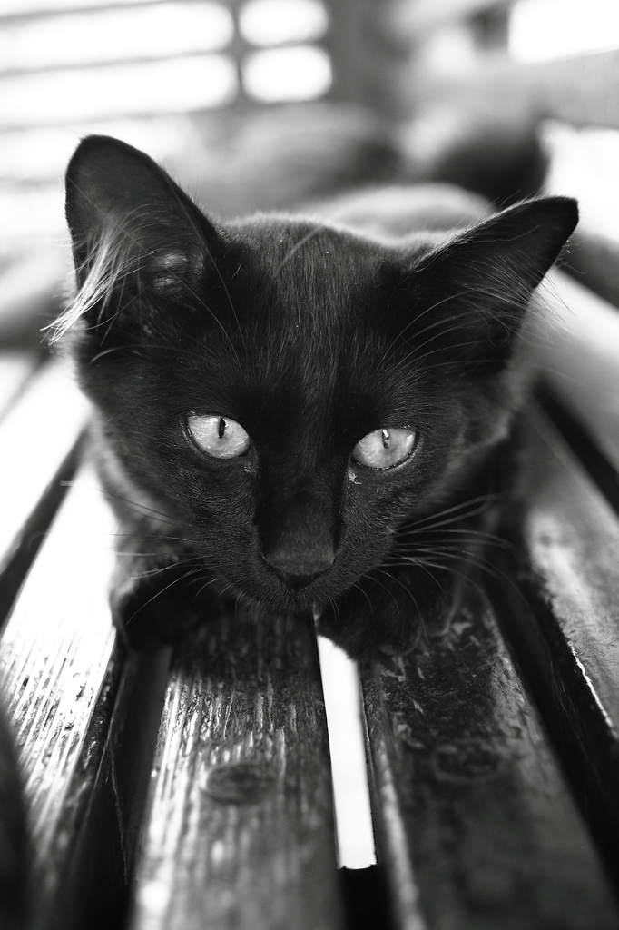 猫。