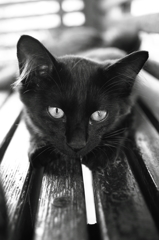 猫。