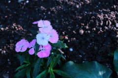 花。
