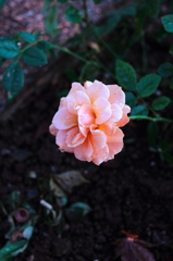 花。