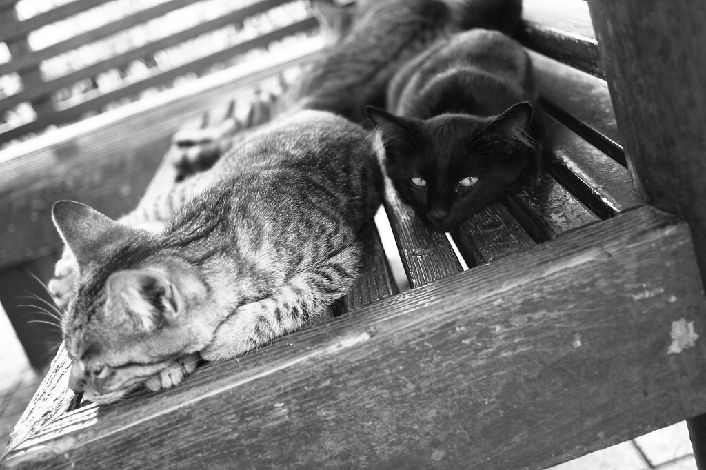 ねこ。