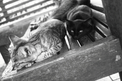 ねこ。