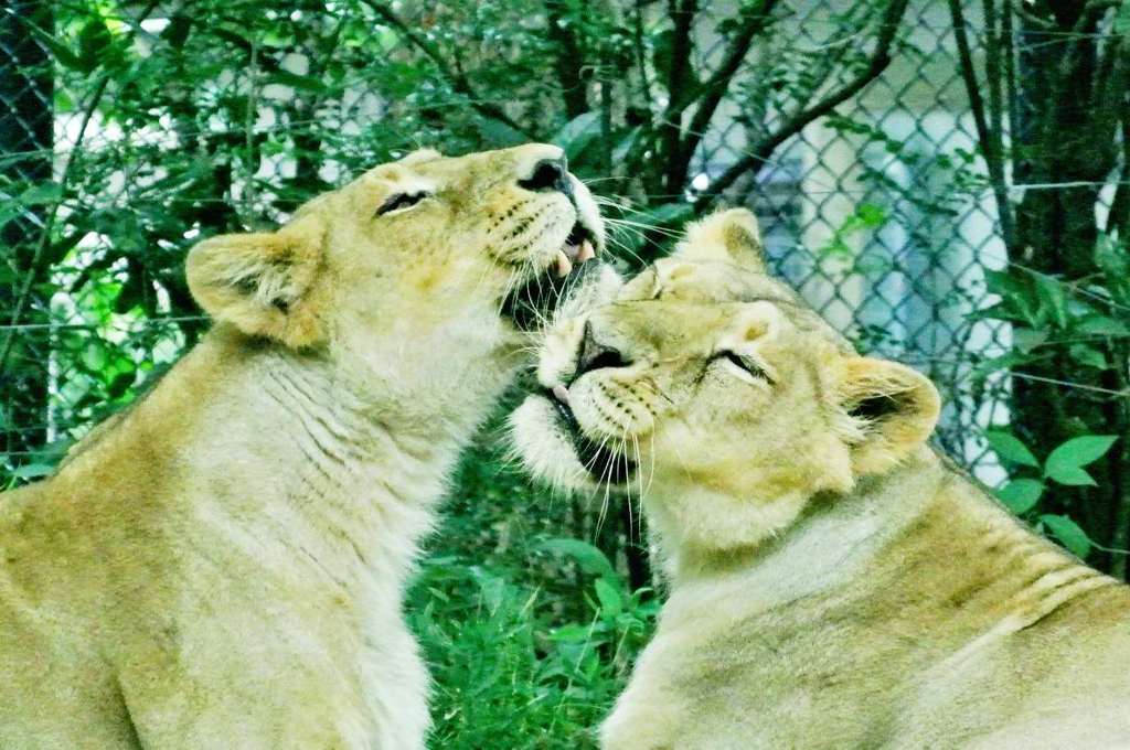 動物園
