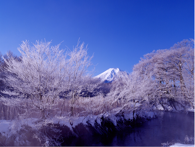 霧氷の朝