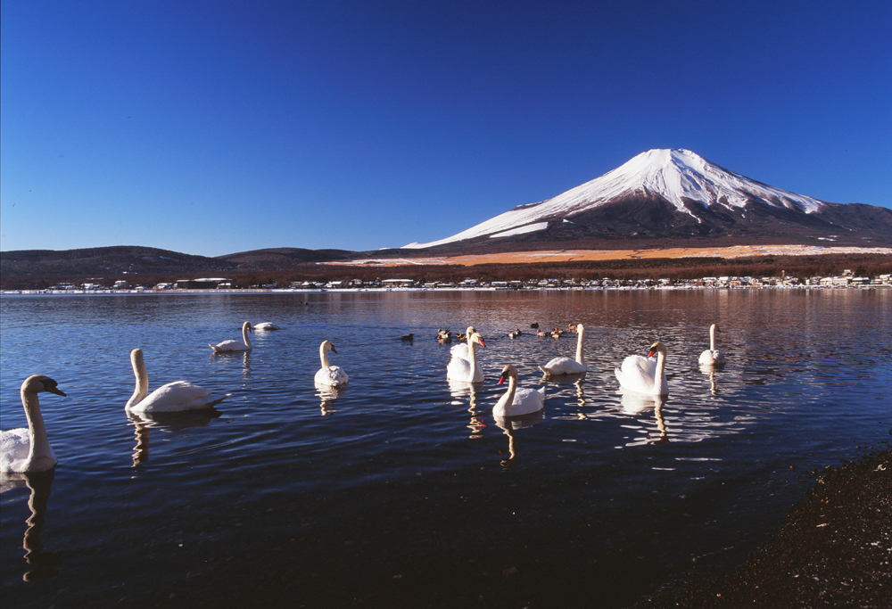 白鳥と富士