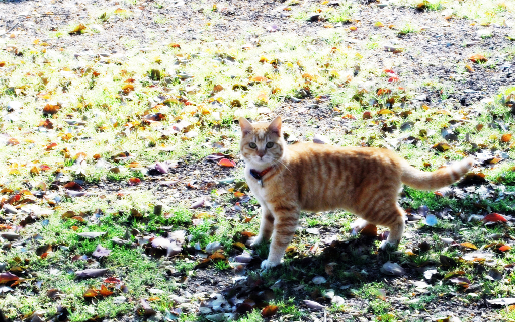 陽だまりの猫