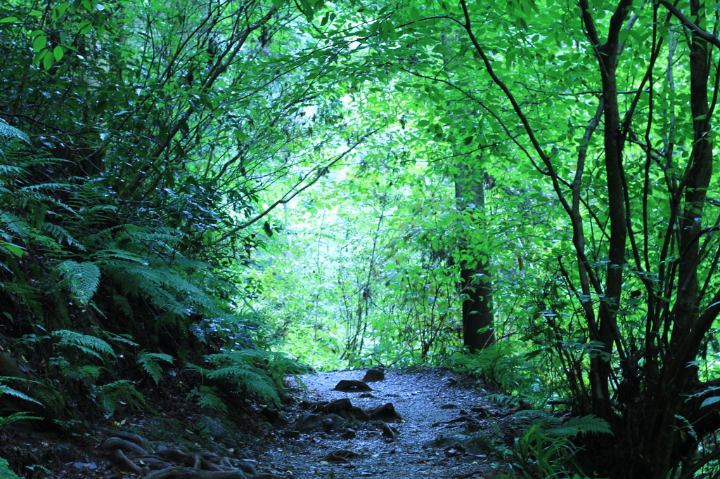 高尾山⑤