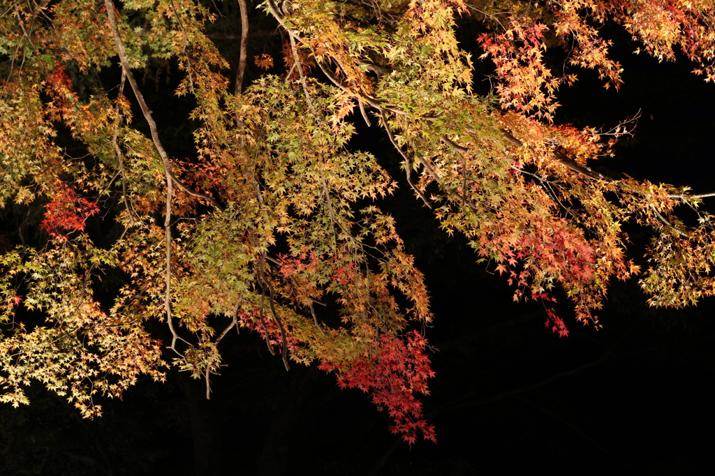 夜の紅葉