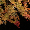 夜の紅葉