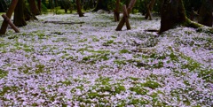 桜のじゅうたん