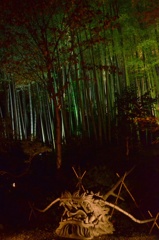 夜 竹林 龍 