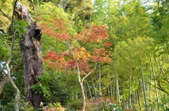 枯木 竹林 紅