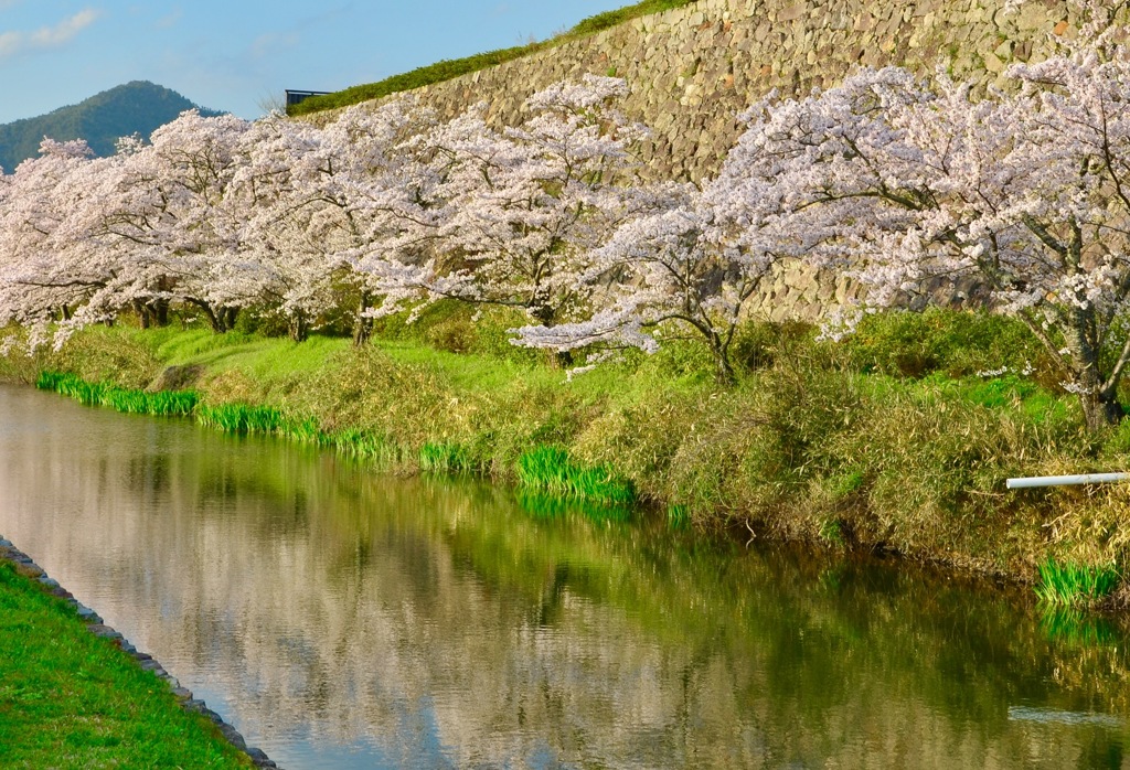篠山城
