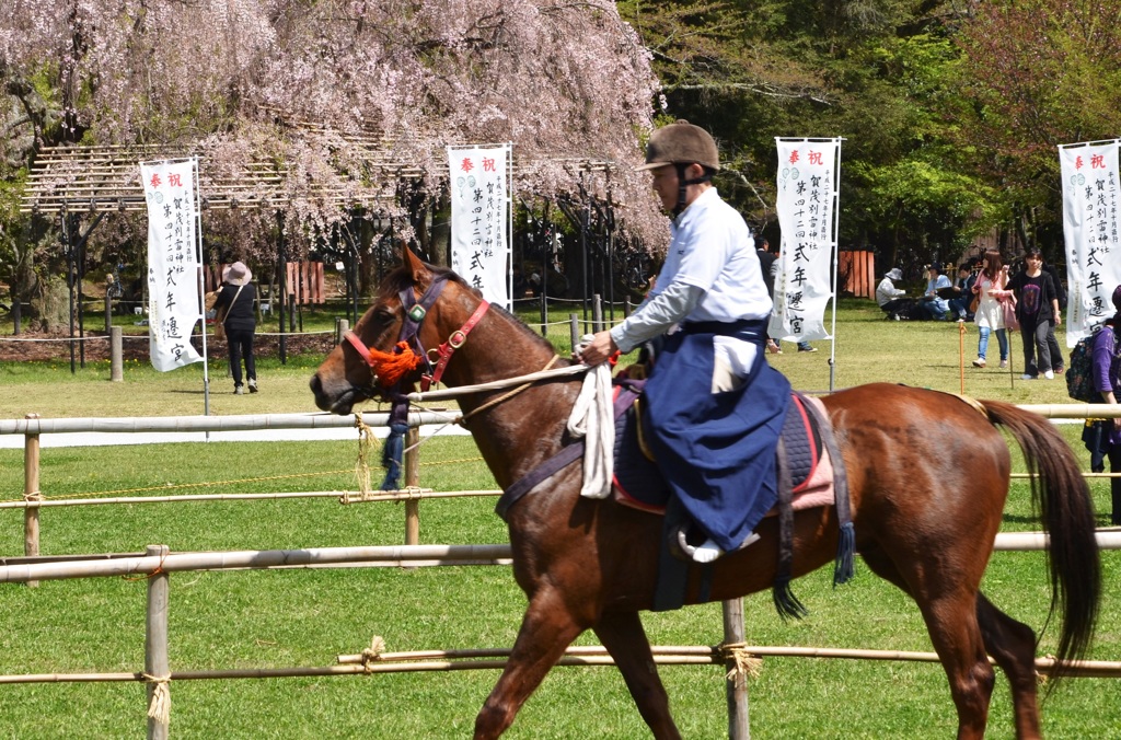 上賀茂神社では間近で馬が観れるのだ、時々 暴馬が跳ね上がるので注意！