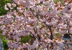 賀茂川の土手   桜並木