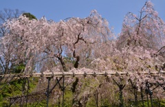 上賀茂神社で今年最強の枝垂れに遭遇！