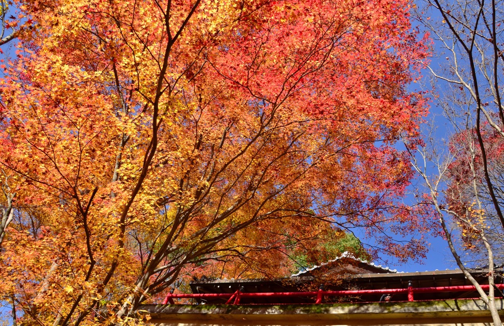 東福寺から東へ