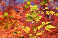 世田谷区にある最高の紅葉スポット