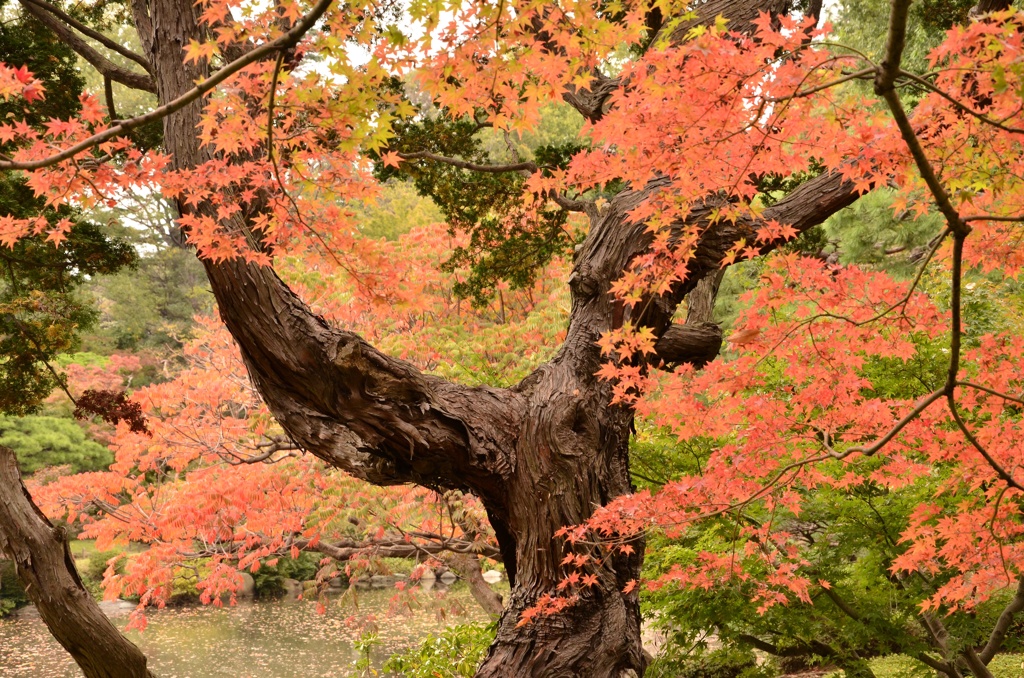 古河庭園