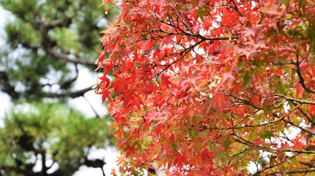 嵯峨野