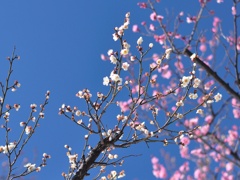 横浜のさらに西まで    雪上の紅白梅