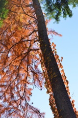 吉祥寺の近くの公園にて     紅葉 天を突く