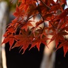 紅白