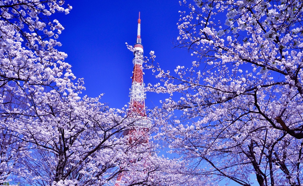 タワーがサクラにつつまれてー( ´ ▽ ` )ﾉ