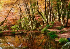 水面の紅葉撮り、勉強中