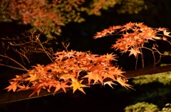 紅葉ナイト