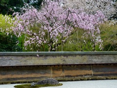 枯山水の庭園に桜が枝垂れて見事な.....