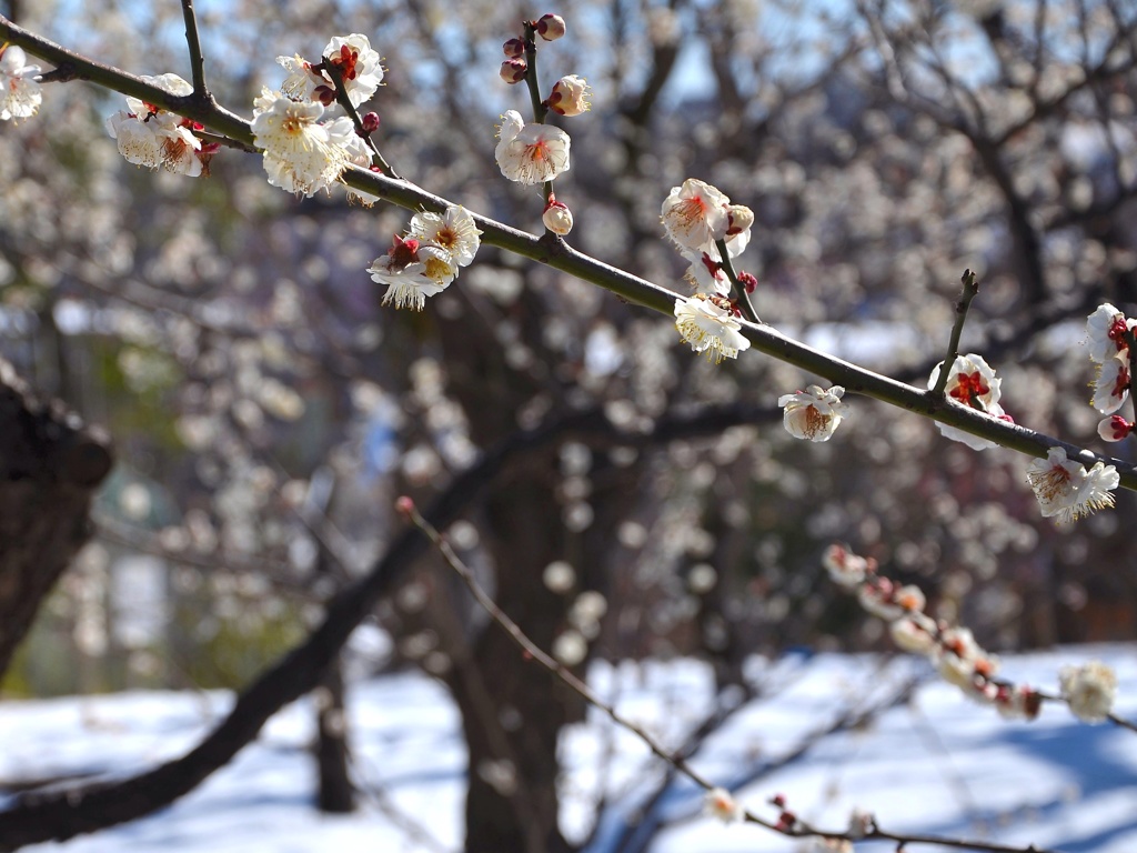 雪上の白梅