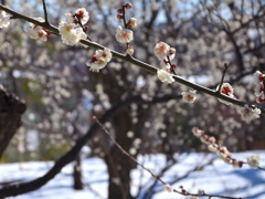 雪上の白梅